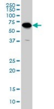 Monoclonal Anti-ATP6V1C2 antibody produced in mouse clone 3D5, purified immunoglobulin, buffered aqueous solution