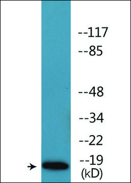 Anti-phospho-Caveolin 2 (pTyr27) antibody produced in rabbit affinity isolated antibody