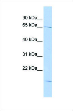 Anti-RANBP3 antibody produced in rabbit affinity isolated antibody