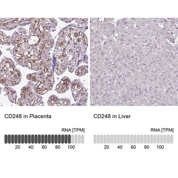 Anti-CD248 antibody produced in rabbit Prestige Antibodies&#174; Powered by Atlas Antibodies, affinity isolated antibody, buffered aqueous glycerol solution