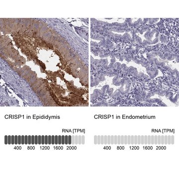 Anti-CRISP1 antibody produced in rabbit Prestige Antibodies&#174; Powered by Atlas Antibodies, affinity isolated antibody, buffered aqueous glycerol solution