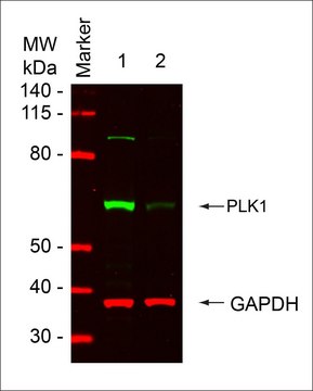 MISSION&#174; esiRNA targeting human PLK1