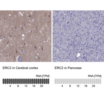 Anti-ERC2 Prestige Antibodies&#174; Powered by Atlas Antibodies, affinity isolated antibody