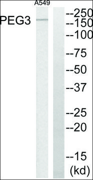 Anti-PEG3 antibody produced in rabbit affinity isolated antibody