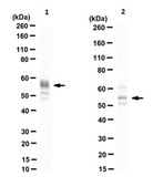 Anti-NRF-1 Antibody, clone R157.1.3H3 clone R157.1.3H3, from mouse