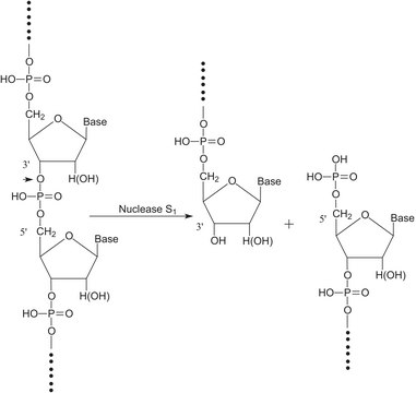 核酸酶 S1 来源于米曲霉 for single-strand DNA/RNA digestion