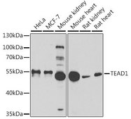 Anti-TEAD1 antibody produced in rabbit