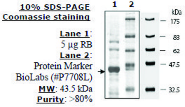 RB Active human recombinant, expressed in E. coli, &#8805;80% (SDS-PAGE)