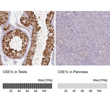 Anti-CSE1L antibody produced in rabbit Prestige Antibodies&#174; Powered by Atlas Antibodies, affinity isolated antibody, buffered aqueous glycerol solution