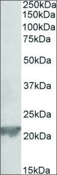 Anti-Gpx1 antibody produced in goat affinity isolated antibody, buffered aqueous solution