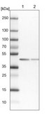 Anti-SCARA3 antibody produced in rabbit Prestige Antibodies® Powered by Atlas Antibodies, affinity isolated antibody, buffered aqueous glycerol solution