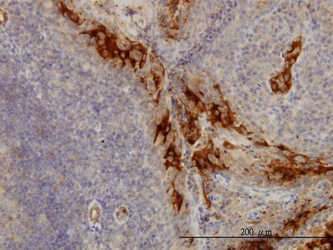 Monoclonal Anti-TNFRSF6B antibody produced in mouse clone 7G5, purified immunoglobulin, buffered aqueous solution