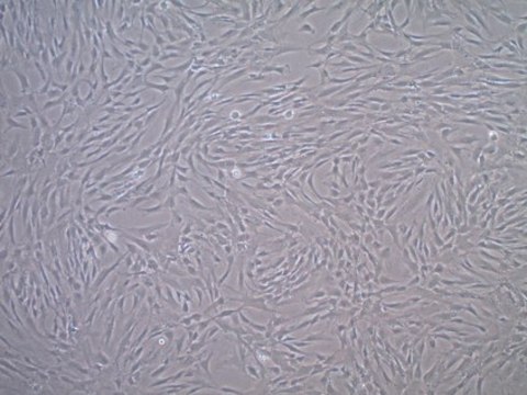 Fetal Bovine Serum US Origin, Mesenchymal Stem Cell Qualified FBS, sterile-filtered, suitable for stem cell culture