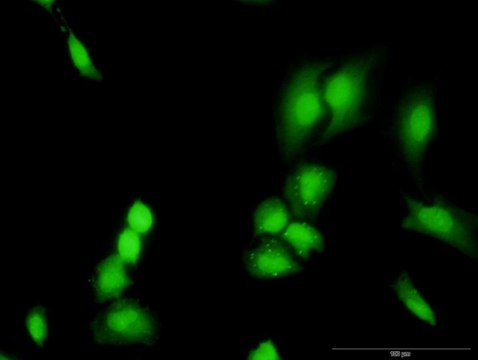 Monoclonal Anti-TRADD, (C-terminal) antibody produced in mouse clone 3G1, purified immunoglobulin, buffered aqueous solution