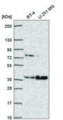 Anti-IL13RA2 antibody produced in rabbit Prestige Antibodies® Powered by Atlas Antibodies, affinity isolated antibody