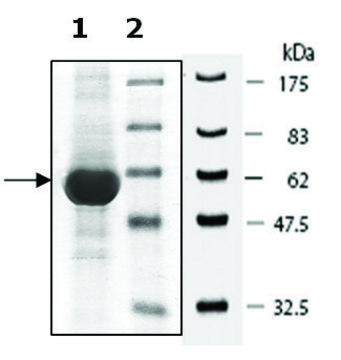 PDE7B active mouse recombinant, expressed in baculovirus infected Sf9 cells, &#8805;65% (SDS-PAGE)