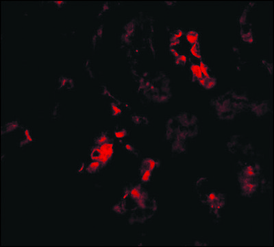 Anti-BANF1 (ab1) antibody produced in rabbit affinity isolated antibody, buffered aqueous solution