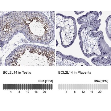 Anti-BCL2L14 antibody produced in rabbit Prestige Antibodies&#174; Powered by Atlas Antibodies, affinity isolated antibody, buffered aqueous glycerol solution