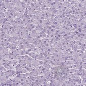 Anti-PHGR1 antibody produced in rabbit Prestige Antibodies® Powered by Atlas Antibodies, affinity isolated antibody, buffered aqueous glycerol solution