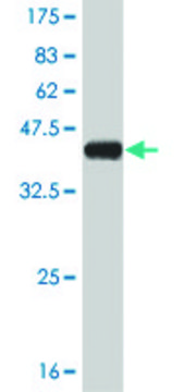 Monoclonal Anti-STMN2, (C-terminal) antibody produced in mouse clone 2G7, purified immunoglobulin, buffered aqueous solution