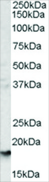 Anti-Glycophorin A antibody produced in goat affinity isolated antibody, buffered aqueous solution