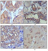 Anti-Wnt-5a Antibody, clone 6F2 ascites fluid, clone 6F2, from mouse