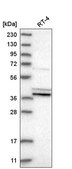Anti-PTGES2 antibody produced in rabbit Prestige Antibodies® Powered by Atlas Antibodies, affinity isolated antibody