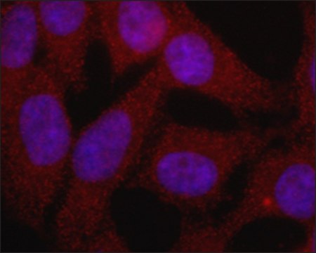 Monoclonal Anti-RNF4 antibody produced in mouse clone RN.4, purified from hybridoma cell culture