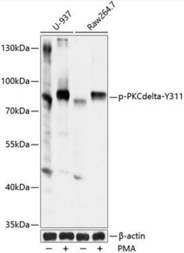 Anti-Phospho-PKCdelta-Y311 antibody produced in rabbit