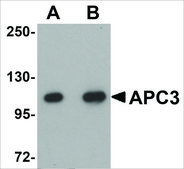 Anti-APC3 antibody produced in rabbit affinity isolated antibody, buffered aqueous solution