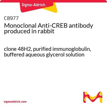 单克隆抗-CREB 兔抗 clone 48H2, purified immunoglobulin, buffered aqueous glycerol solution