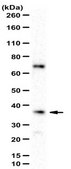 Anti-DDAH2 Antibody from rabbit, purified by affinity chromatography
