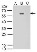 Monoclonal Anti-Dengue virus Envelope protein antibody produced in mouse clone GT643, affinity isolated antibody
