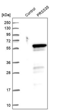 Anti-PRSS35 antibody produced in rabbit Prestige Antibodies&#174; Powered by Atlas Antibodies, affinity isolated antibody, buffered aqueous glycerol solution