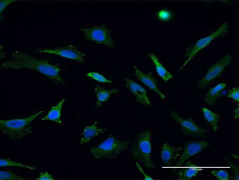 Monoclonal Anti-RHOT1 antibody produced in mouse clone 1A12, purified immunoglobulin, buffered aqueous solution