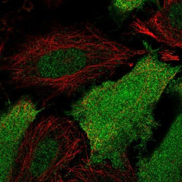 Anti-NCOA1 antibody produced in rabbit Prestige Antibodies&#174; Powered by Atlas Antibodies, affinity isolated antibody