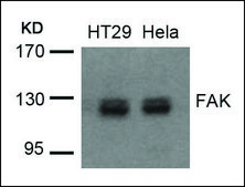 Anti-PTK2 (Ab-576/577) antibody produced in rabbit affinity isolated antibody