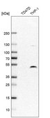 Anti-DPF2 antibody produced in rabbit affinity isolated antibody, buffered aqueous glycerol solution