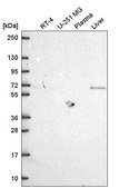 抗-MTSS1 兔抗 Prestige Antibodies® Powered by Atlas Antibodies, affinity isolated antibody
