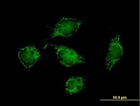 Anti-ATPIF1 antibody produced in mouse purified immunoglobulin, buffered aqueous solution