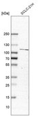 Anti-JADE1 antibody produced in rabbit affinity isolated antibody, buffered aqueous glycerol solution