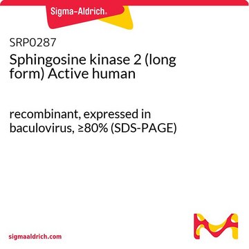 Sphingosine kinase 2 (long form) Active human recombinant, expressed in baculovirus, &#8805;80% (SDS-PAGE)