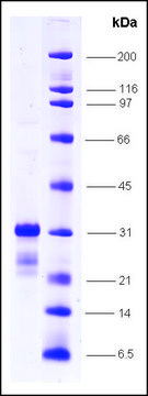 p300-Ch1 (302-531) human recombinant, expressed in E. coli, &#8805;80% (SDS-PAGE)