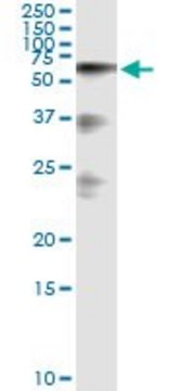 Monoclonal Anti-HABP2 antibody produced in mouse clone 1H4, purified immunoglobulin, buffered aqueous solution