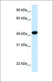 Anti-FAH antibody produced in rabbit affinity isolated antibody