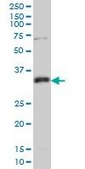 Monoclonal Anti-MPG antibody produced in mouse clone 1E10, purified immunoglobulin, buffered aqueous solution