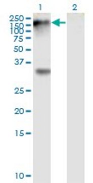 Monoclonal Anti-EPHB1 antibody produced in mouse clone 4G6, purified immunoglobulin, buffered aqueous solution