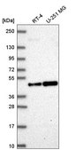 Anti-ORC4 antibody produced in rabbit Prestige Antibodies® Powered by Atlas Antibodies, affinity isolated antibody