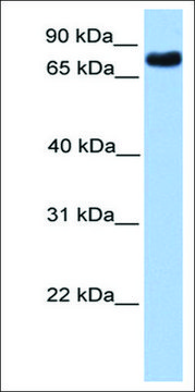 Anti-TLE2 antibody produced in rabbit affinity isolated antibody