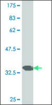 ANTI-PAX7 antibody produced in mouse clone 2B9, purified immunoglobulin, buffered aqueous solution